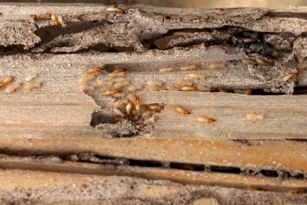 Best Pest Removal Services  in Gratton, VA